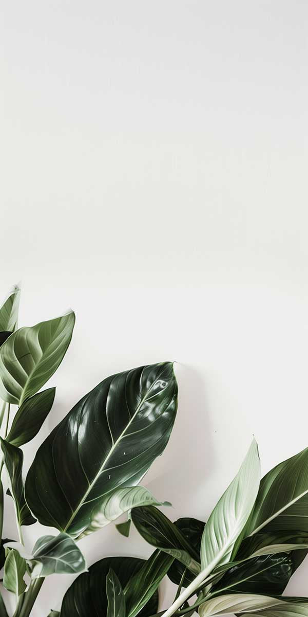 shopify-theme-store